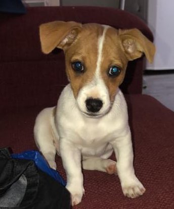 Stolen&Missing Pets tweet media