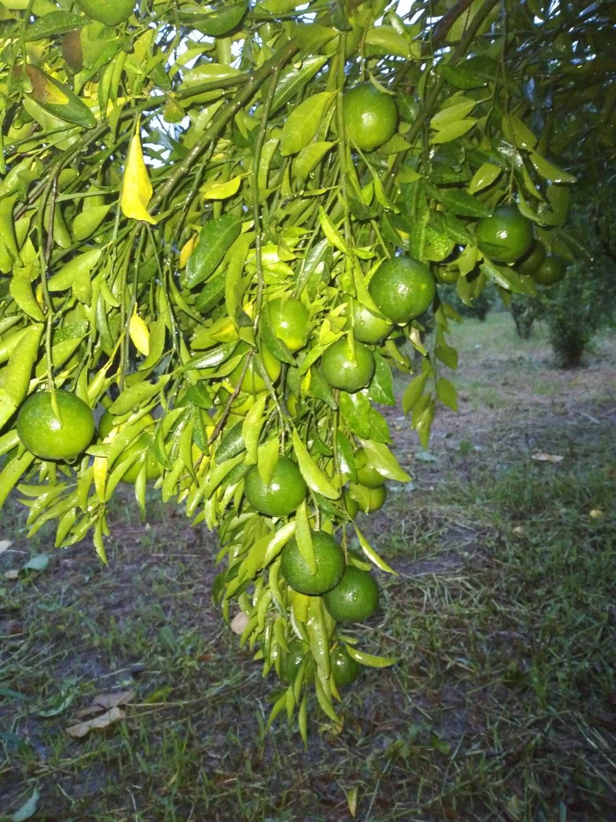 teng_far94796's tweet photo. #pozfarm
#dalandan
#freshfromthefarm https://t.co/aIKdVm7Gkw