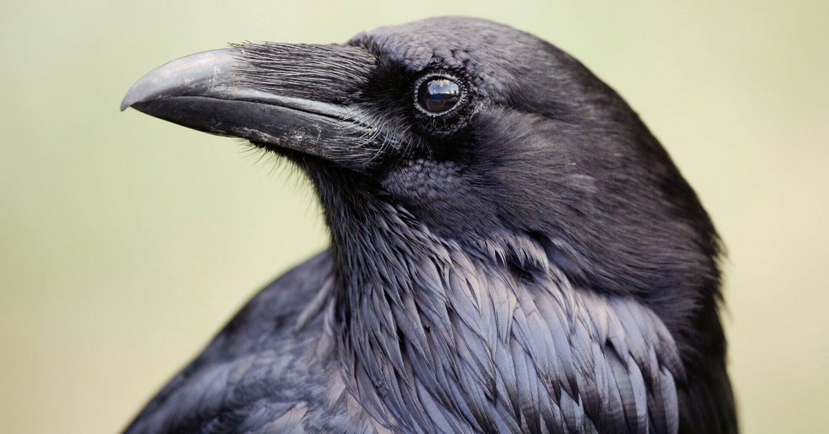 Non, le corbeau n'est pas qu'un mangeur de charogne ! Doté d'une intelligence hors norme, il est un pilier du monde vivant.
➡️ l.franceculture.fr/VAg