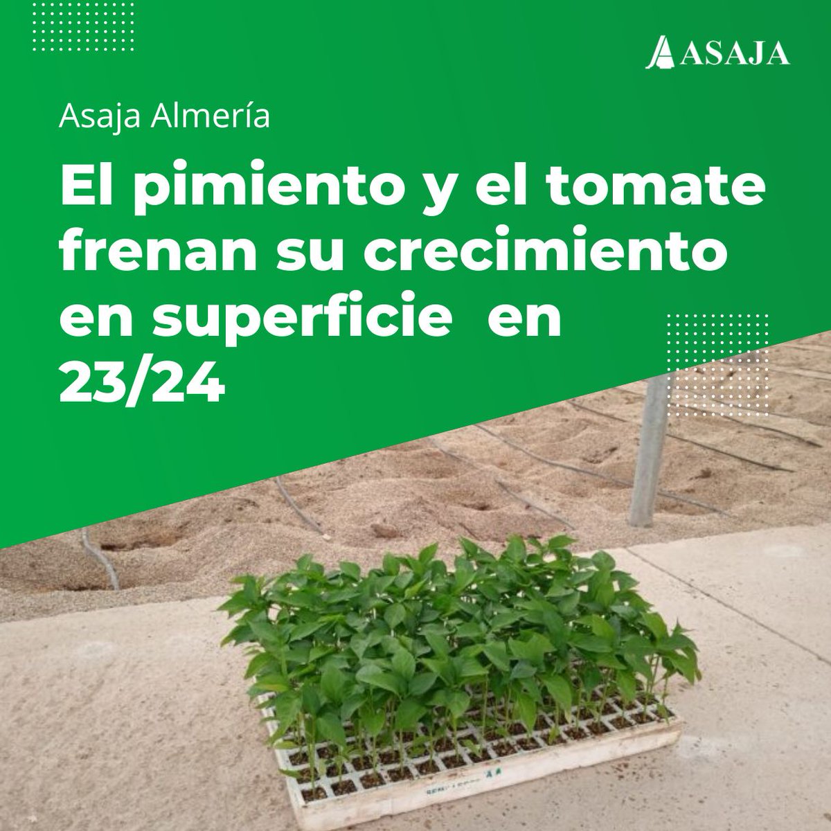 AsajaNacional's tweet image. Superficie hortícola:
🫑 #Pimiento y 🍅 #tomate: 🟰 o🔻
🥒 #Calabacín y 🥒 #Pepino: 🔼

Estimaciones de @ASAJAAlmeria para la campaña 23/24:
👉ow.ly/fBVe50Prv9i