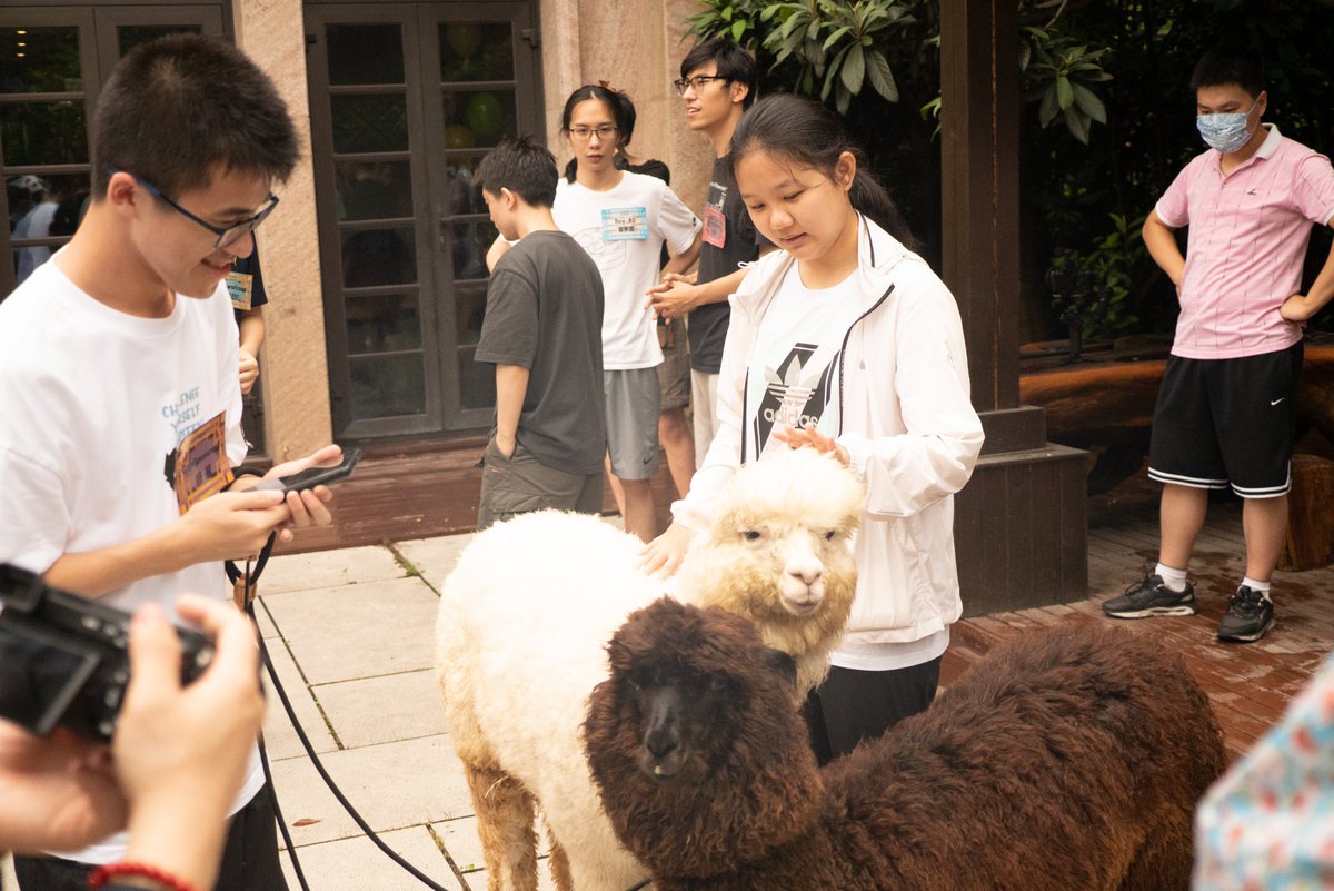 CraftLins's tweet photo. When you bring #Llama to your @Minecraft build team event gathering. #Minecraft #minecraftart #Minecraftbuilds https://t.co/vIiD1PZgJ9