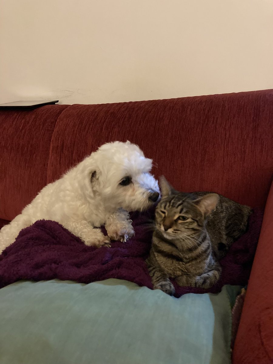 kespıla evladlık olduvunu söylüyolum