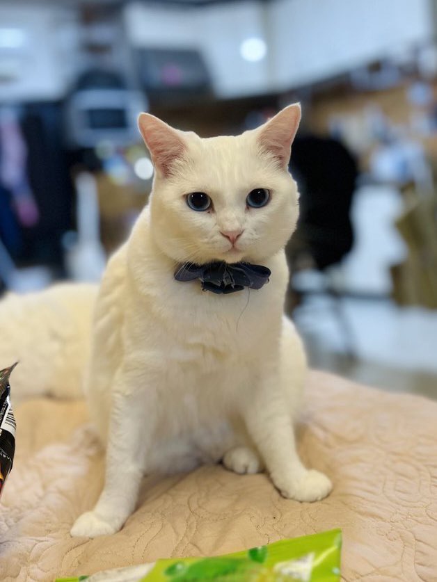 MillnaCat's tweet photo. オーダー似顔絵をシールにしてくれるやつ買ってみた！！！！！！！！かわいすぎて日記とか冷蔵庫とかに貼りまくり😭💘ﾊﾟｶｰ

ぼわぼわのいぬ @ayugon_vrc さんのショップです🎶𝓛𝓸𝓿𝓮→https://t.co/jP04h3cTNE https://t.co/d5187COu69