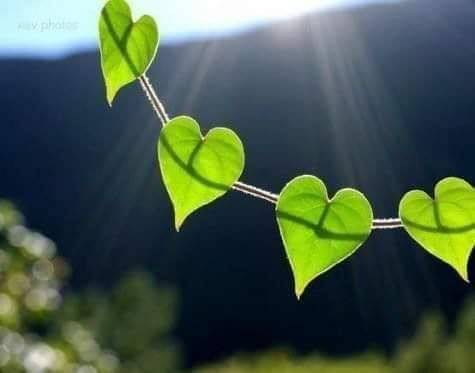 Sabine2577's tweet photo. "C'est au centre de ton coeur que la vie commence, c'est le plus bel endroit du monde."   

Rumi https://t.co/UFssLJHtqG