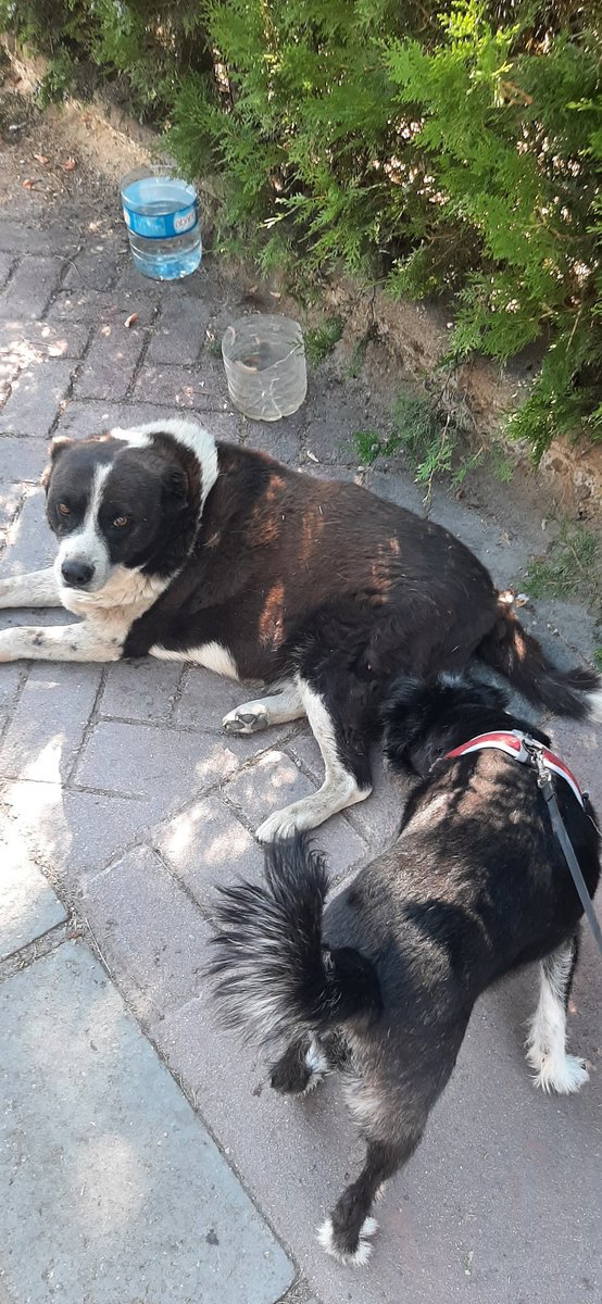 Paşanın götü kokir