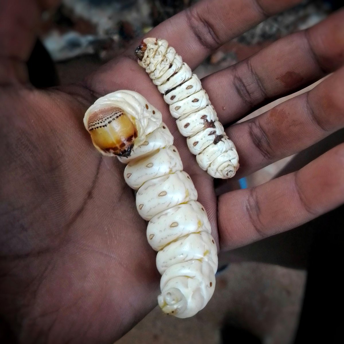 Chris Garner tweet media