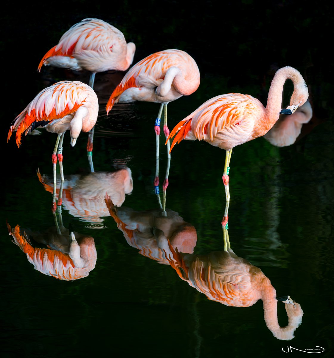 John Noctor tweet media