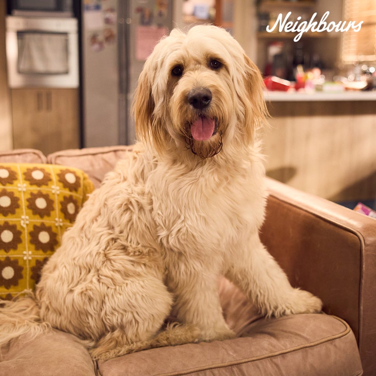 When good neighbours become good FUR-IENDS 🐾 Trevor the dog will make his screen debut when Neighbours returns on September 18th ❤️