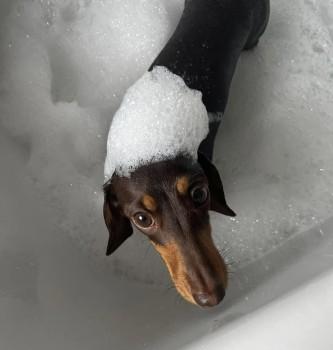 MissingPetsGB's tweet photo. BABY VERY NERVOUS #Dachshund #missing from
West Derby Road #Tuebrook #Liverpool #L13 2 Aug 2023
IF SIGHTED DO NOT SHOUT, CHASE OR TRY TO GRAB
She got out by accident &amp;
she is running scared in a very busy area, Police aware. MICROCHIPPED (logged as LOST) https://t.co/MJ6K6cVxsD https://t.co/fEvNDhI9PQ