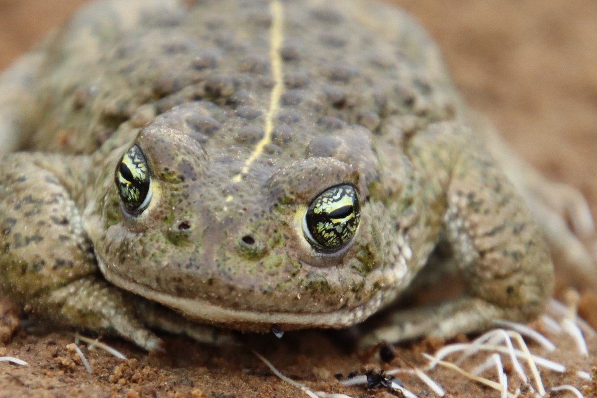 WWTCaerlaverock's tweet photo. It's been a poor year for #natterjack toads here so far – most of their pools dried up in early summer, stopping breeding activity & the pools are just starting to fill up now. Is there time for them to breed before the season ends? We'll have to wait & see.
#toad #NatterjackToad https://t.co/T4kSDosQPc