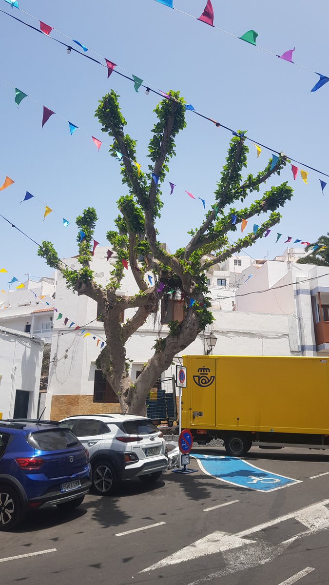 StopArboricidio's tweet photo. ¡Hasta el árbol de los playmovil tiene más hojas que el del cruce donde llega La Rama en la bajada de Guayarmina!
¡Bonita herencia nos deja #Menchu @popularesgc!
#StopPodasSalvajes
#AsíNoSePoda @AytoAgaete https://t.co/FniV6Br9gX