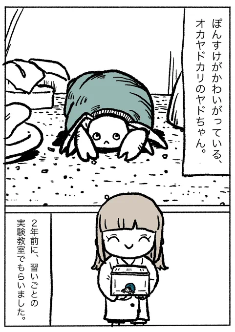 ヤドちゃんマンガ。
#ぽんすけ再放送 