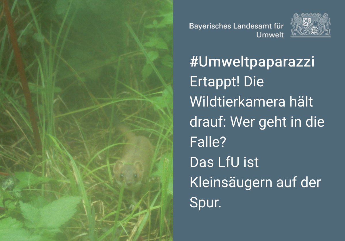 lfu_bayern's tweet photo. Ein #Wiesel schaut beim #Umweltpaparazzi in die Wildkamera. Das weiße Winterfell dieses Marders schmückte Königsmäntel. In der Symbolik steht das #Hermelin für Unschuld:🐭Maus, Maulwurf und andere #Kleinsäuger, seine Nahrung, denken sicher anders ... 
👇 https://t.co/QcfykPfPe3 https://t.co/PBtB96Qdxd
