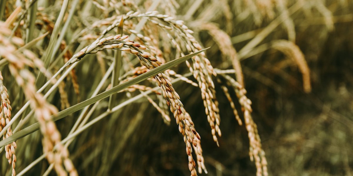 NorwichResearch's tweet photo. TraitSeq is an innovative company created from research at the @EarlhamInst on Norwich Research Park. The company uses AI-based technology to help agri-companies accelerate their product development and help protect global food production.

➡️ https://t.co/k3Wwbu4TlG https://t.co/OmZMd0g2lY