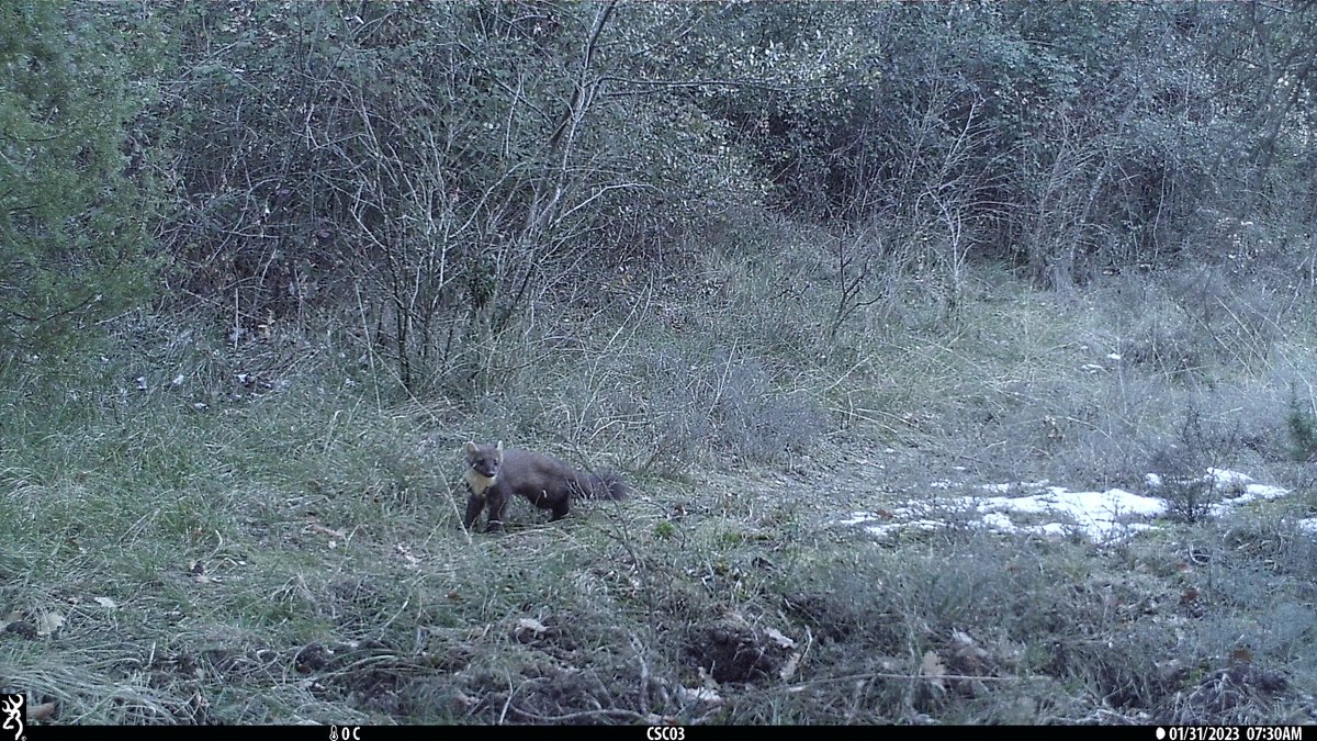 xarxadeparcs's tweet photo. 🐈 i, com a espècies menys detectades, amb tan sols una detecció cada cent dies de seguiment, hi ha el gat fer i la marta.
📸 FELIS-ICHN
#ConservacióBiodiversitat #ODSDiba https://t.co/Fabyr4EoO3