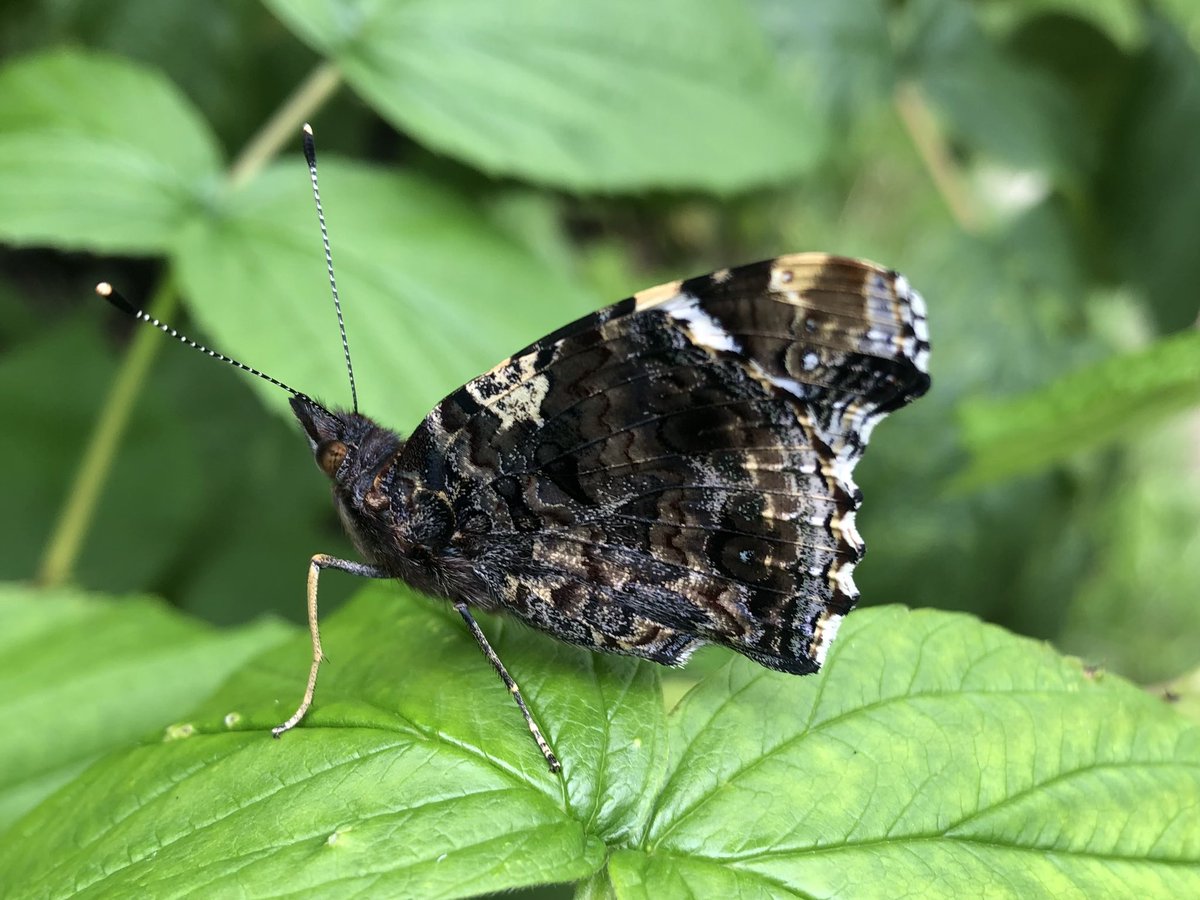 Dan Hoare (@djhbutterflies) on Twitter photo The exquisite beauty of a Red Admiral! There's still time to do a #BigButterflyCount with <a href="/savebutterflies/">Butterfly Conservation 🦋</a>! x.com/savebutterflie… The exquisite beauty of a Red Admiral! There's still time to do a #BigButterflyCount with <a href="/savebutterflies/">Butterfly Conservation 🦋</a>! x.com/savebutterflie…