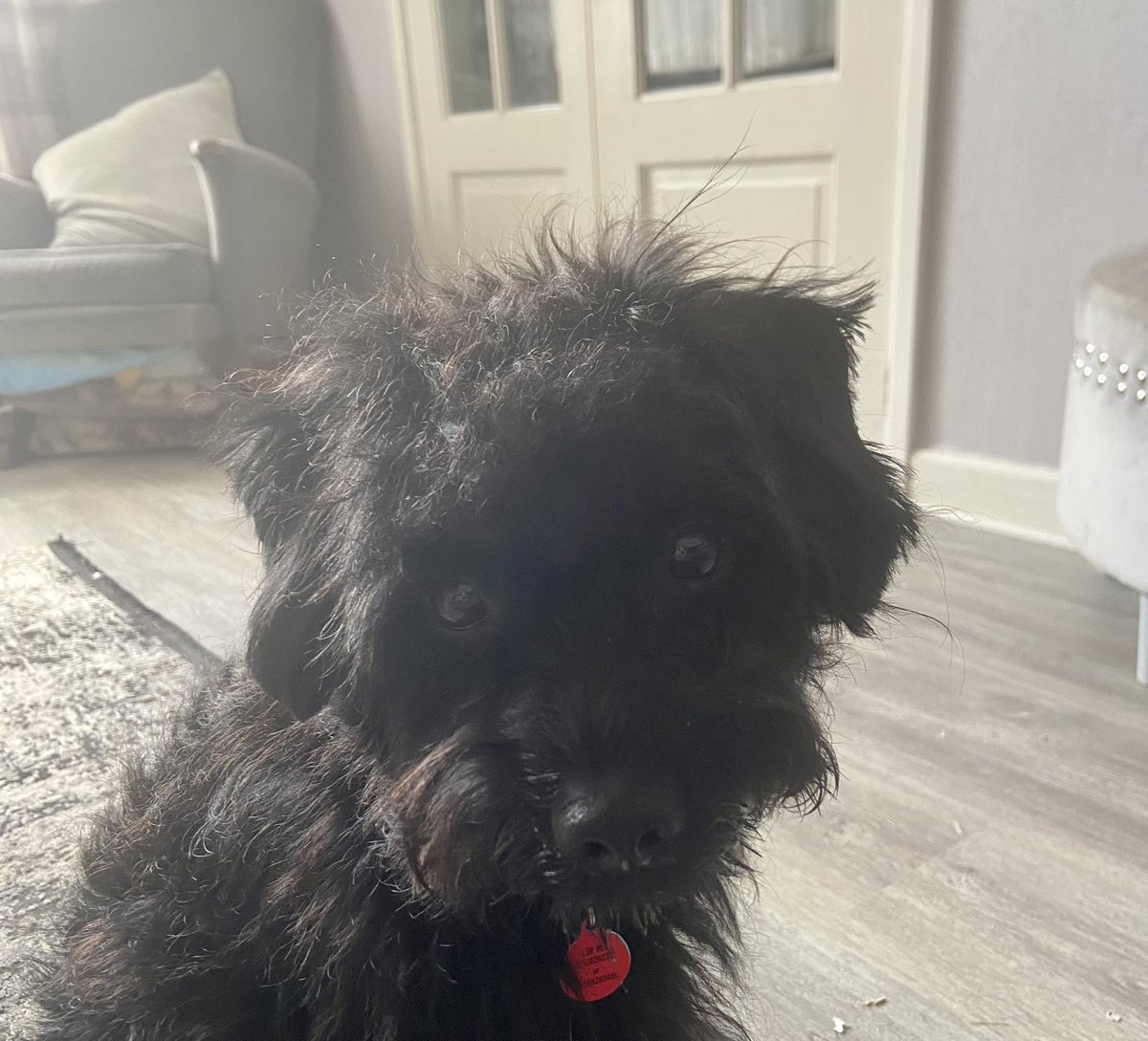 RupertBear_pup's tweet image. Me Ma did took me to All Fur Coat and no Knickers I was a norty wiggle bum but Ma sed I look’s hansome wiv me new hair #rupertbear #schnoodle #dogsodtwitter #newhair #HairGoals #hairybearlife