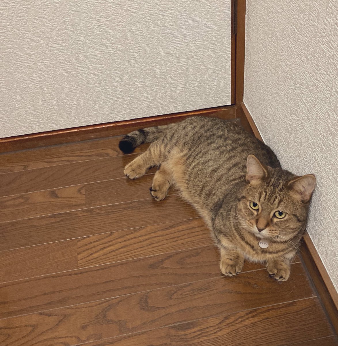 da54ten's tweet photo. だ https://t.co/vvjm8Kq8mV