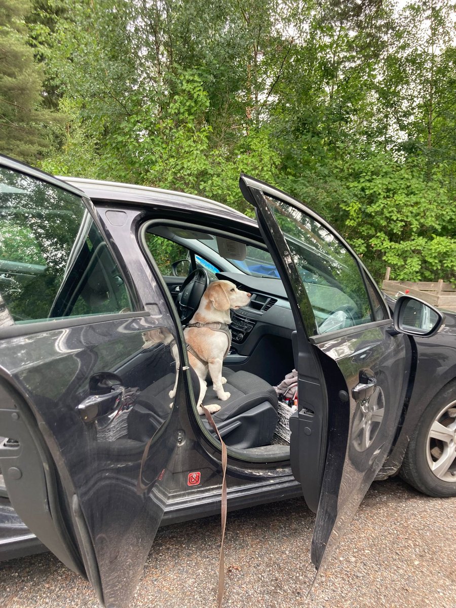schoolbeaglewi1's tweet photo. Tänään olisin jo mennyt töihin, mutta en päässytkään. Piti kuulemma viedä mun työkamppeet ensin luokkahuoneeseen. #backtoschoolsoon #larentrée #schooldog #beagle https://t.co/SLzB9ytrNu