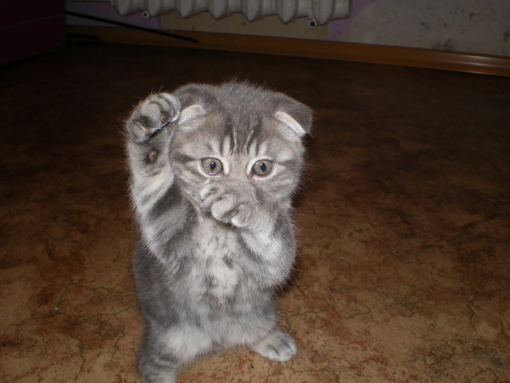 Odal Kater (@odalkater) on Twitter photo 