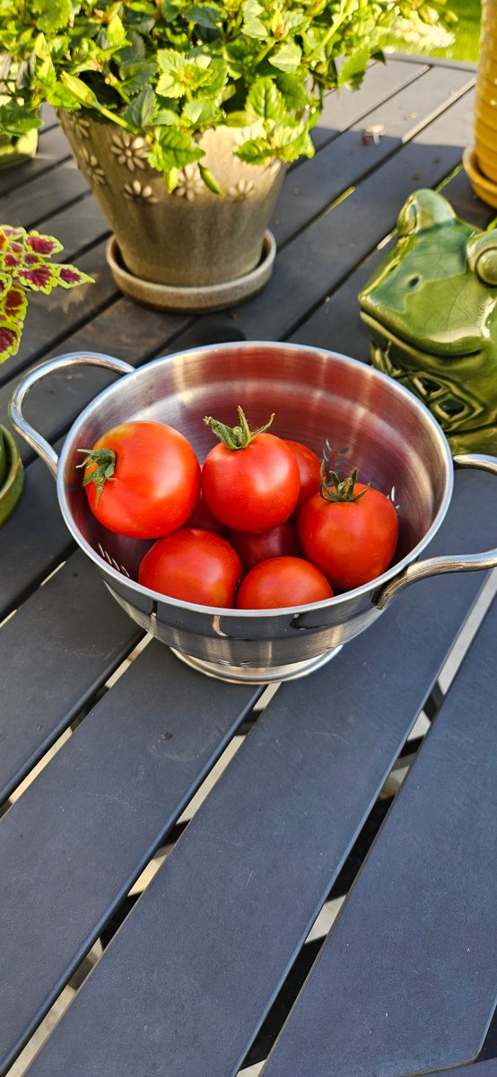 stahnjohn's tweet photo. @GardenerFliss It is such a joy, even with a small crop!🍅 ❤️ https://t.co/tUfD3dv58X