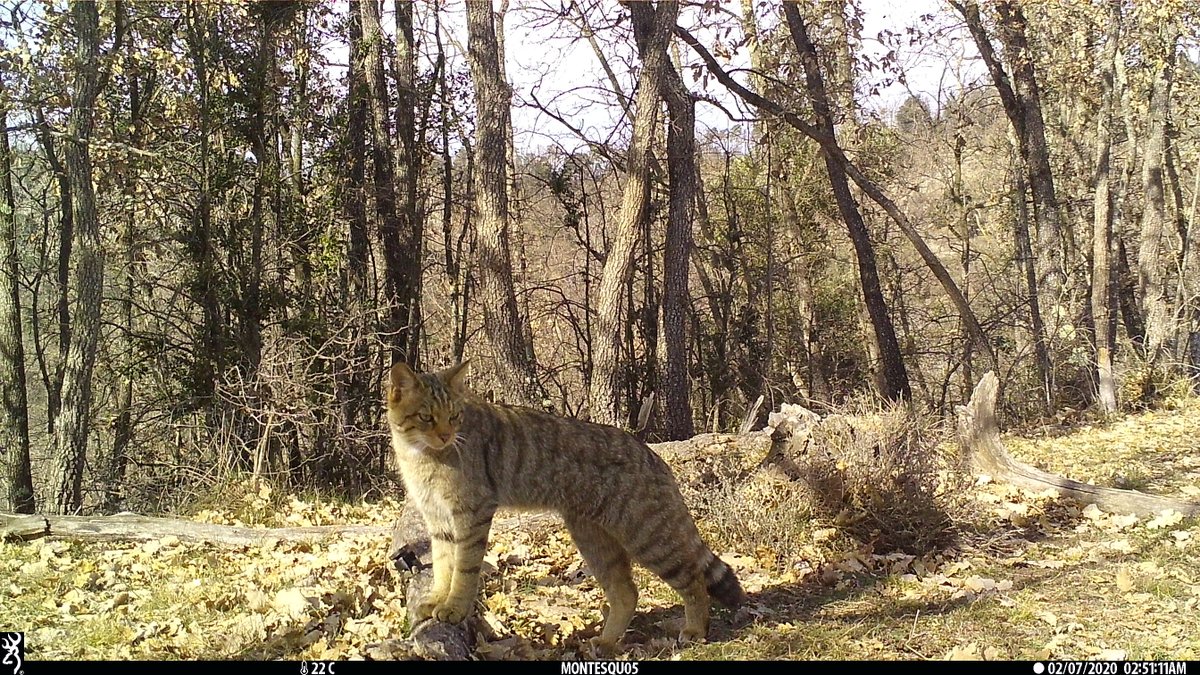 xarxadeparcs's tweet photo. 🐈 i, com a espècies menys detectades, amb tan sols una detecció cada cent dies de seguiment, hi ha el gat fer i la marta.
📸 FELIS-ICHN
#ConservacióBiodiversitat #ODSDiba https://t.co/Fabyr4EoO3