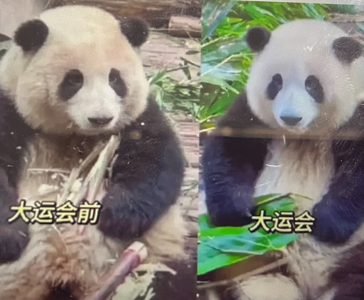 AmazingGz's tweet photo. Huahua before and after Chengdu World University https://t.co/odlV1VwNNf Chengdu ,pandas are everywhere #Chengdu World University Games# #huahua# https://t.co/tWkU5ej4Z3
