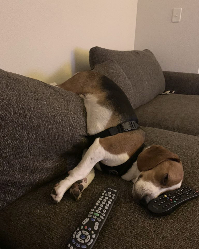 The #beagle may coalesce into a semi-liquid  state when exceptionally relaxed. This is reversible and should not be cause for concern. #beaglefacts

📷 <a href="/jayhawkgrad/">Anna Gillispie</a> / Twitter