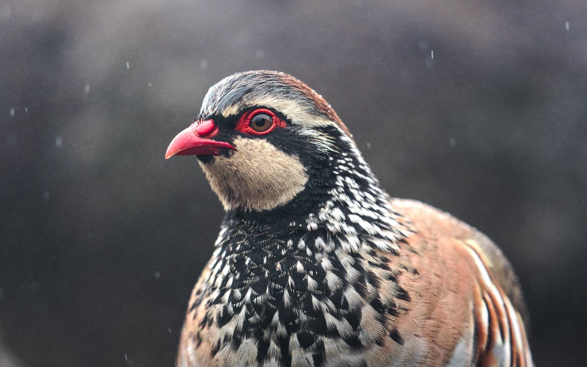 Such an intense look for this Madeiran Partridge! Also available as print btw 🤘