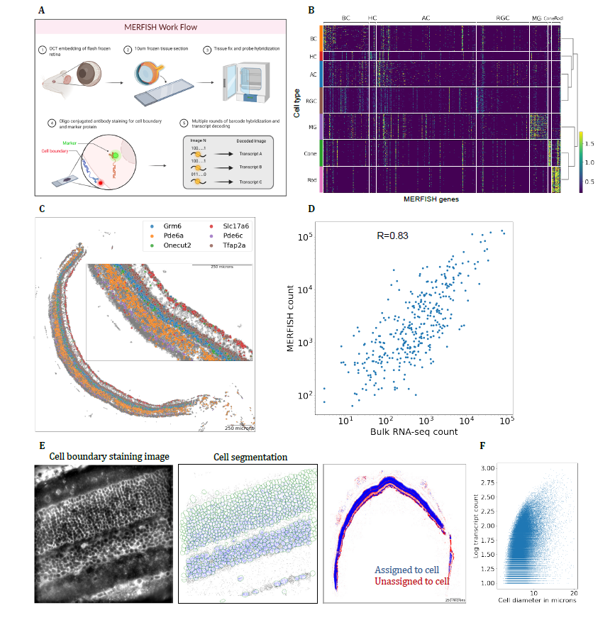 vizgen_inc's tweet photo. 👀By studying the spatial organization of the #Retina with #MERSCOPE #SpatialTranscriptomics, scientists can better understand retina function & eye diseases.
Learn about the spatial organization of the #MouseRetina from Dr. Rui Chen's lab at @bcmhouston: https://t.co/bPCGSP6f3A https://t.co/269JjSCkQS