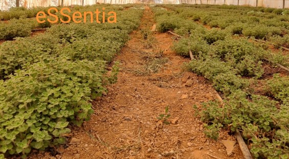 Edalife_'s tweet photo. En esta imagen puedes ver el efecto después de la aplicación de ESSENTIA🟠 (izq) frente a un testigo (derch). 🤔¿Quieres saber qué ha ocurrido?👉 https://t.co/B4TXmroNiR

#Edalife #Agricultura #SuelosSostenibles #Sostenibilidad #MedioAmbiente #Bioestimulantes #Essentia #Cultivos https://t.co/4NzE5HRSQ7