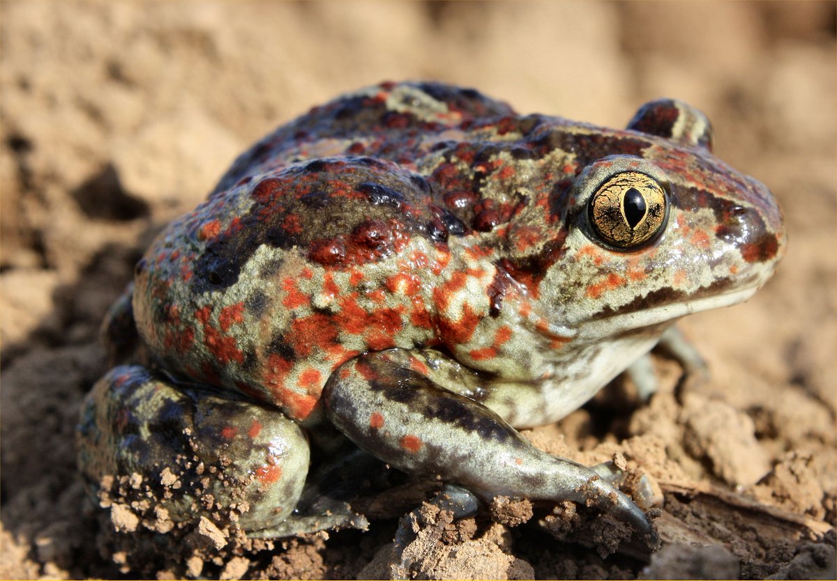 BiostationRSK's tweet photo. #Artenschutz #Klimawandel #Erhaltungszucht: Heute 500 nachgezüchtete #Kaulquappen der #Knoblauchkröte #Pelobates fuscus in #Swisttal freigelassen, deren Gewässer oft zu früh austrocknen. Dank an die #Biostation #Bonn für die #Nachzucht (KW) https://t.co/TEeQetZjbD