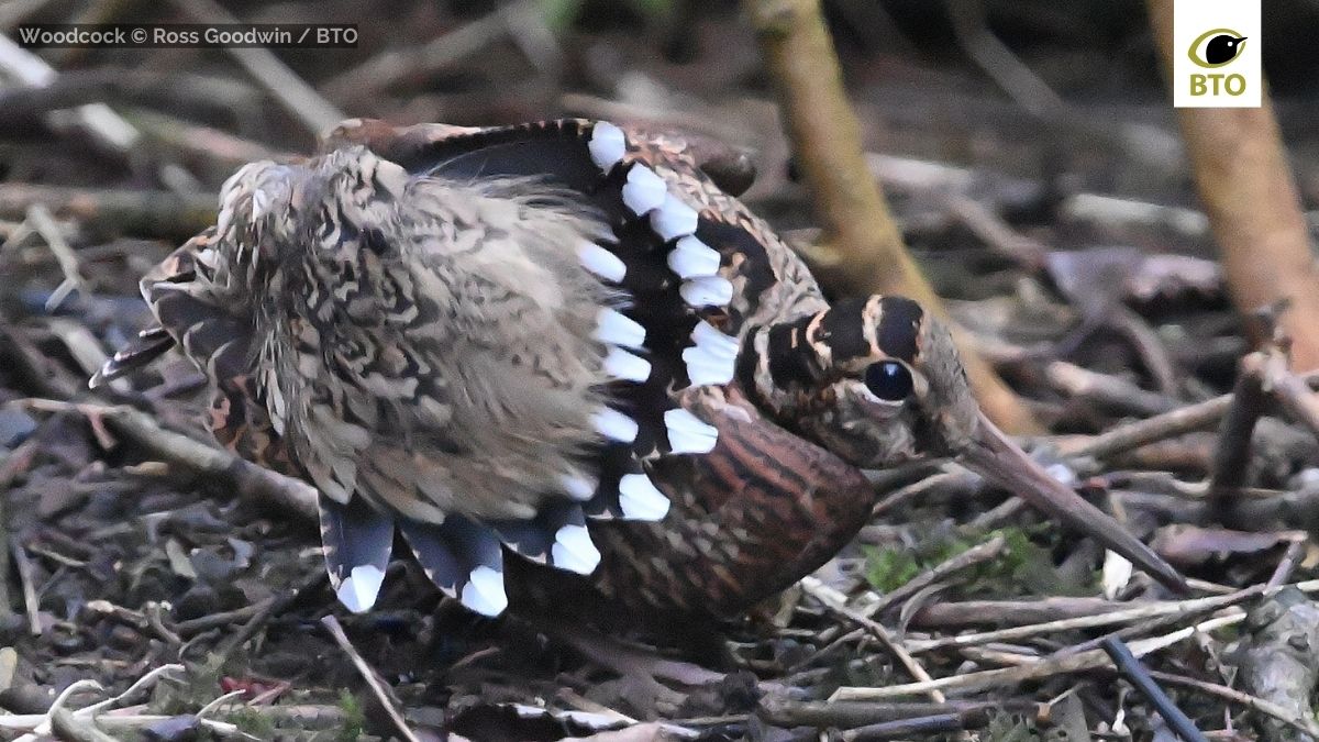 BTO (@_bto) on Twitter photo Thank you to all who took part in the third national Woodcock Survey!
We want to analyse the data and report the results as soon as possible, so please ensure all your data are entered before 1 September.
<a href="/woodcockwatch/">GWCT Woodcock Watch</a> <a href="/Gameandwildlife/">The Game & Wildlife Conservation Trust</a> #CitizenScience #Volunteer Thank you to all who took part in the third national Woodcock Survey!
We want to analyse the data and report the results as soon as possible, so please ensure all your data are entered before 1 September.
<a href="/woodcockwatch/">GWCT Woodcock Watch</a> <a href="/Gameandwildlife/">The Game & Wildlife Conservation Trust</a> #CitizenScience #Volunteer