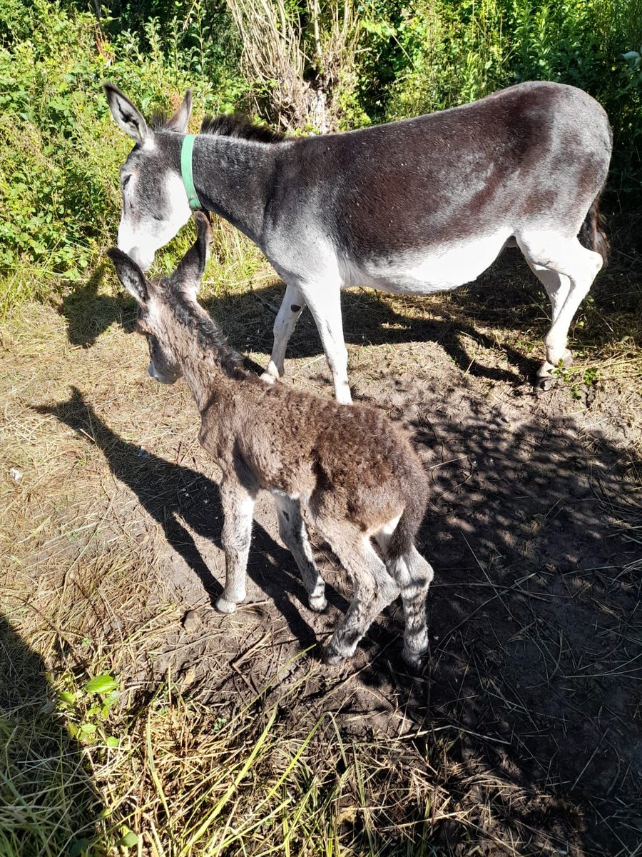 Andreu de Besora tweet media