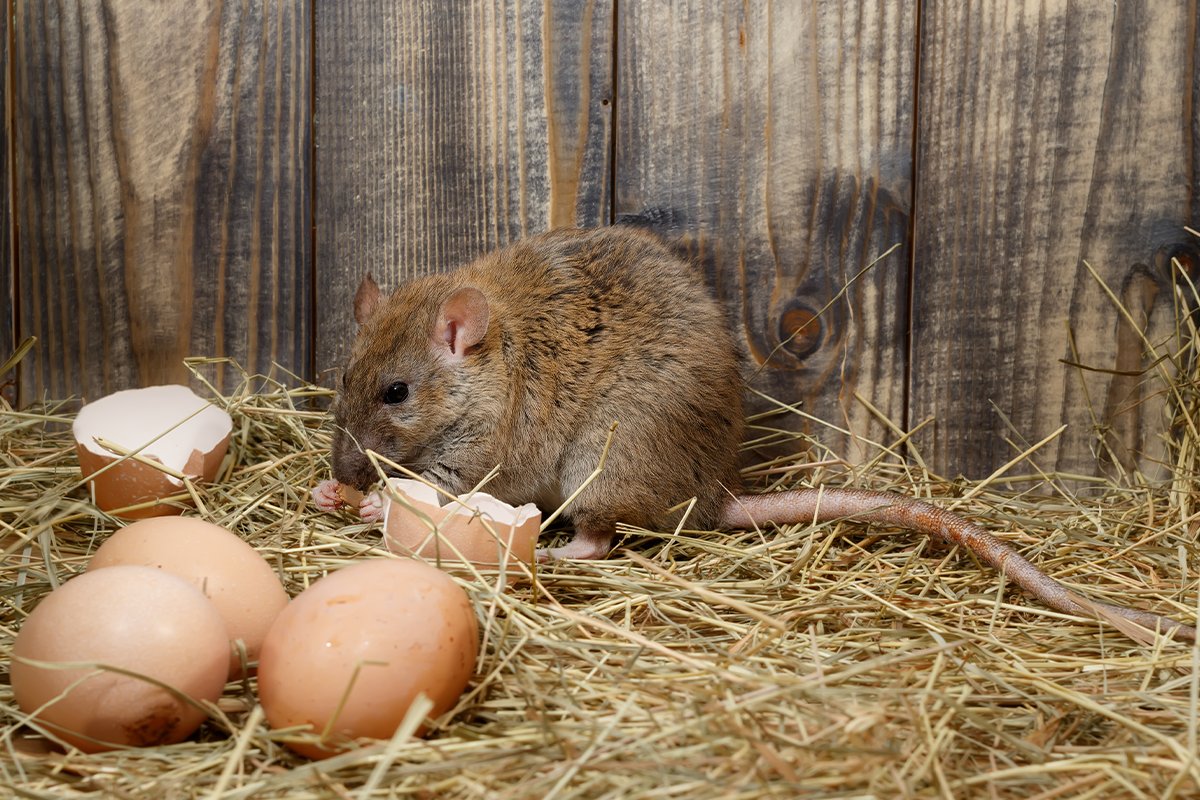 Pests harm productivity &amp; spread disease. Flies, mites, rodents, and more threaten your flock, feed &amp; productivity. Count on our top-notch insecticides &amp; rodenticides to safeguard your environment. loom.ly/F7HgHGg
#PestControl #Farming #Rodents #Supplies