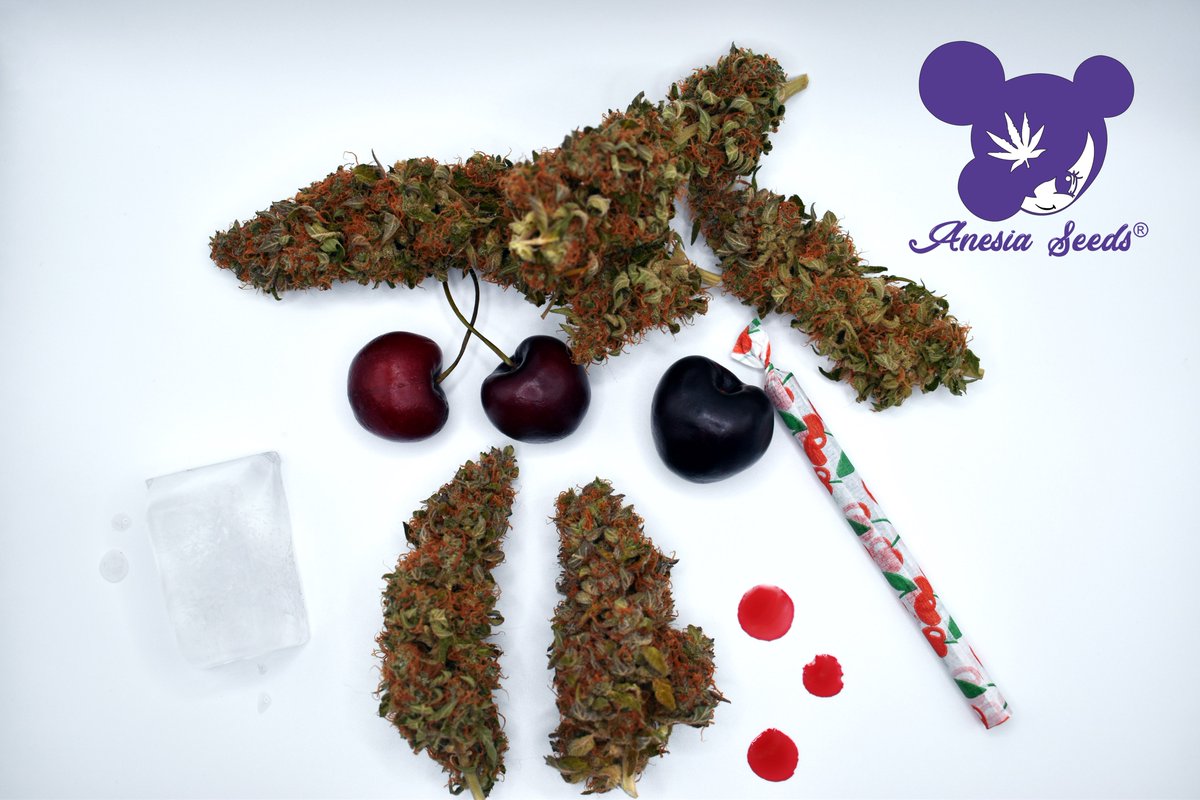 Mazgrowth's tweet photo. Black Frozen Cherry Auto 🧊🍒 https://t.co/wniDR0EoE8