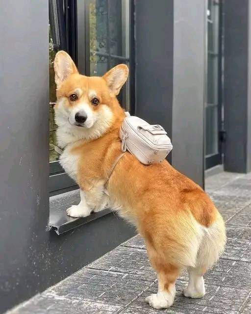 Corgi_Lover_s's tweet photo. 😁
going to school https://t.co/utSHmRmyy4
