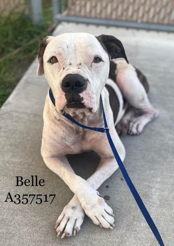 psychicwhisper3's tweet photo. 🚨🏃‍♀️BELLE🌸#A357517 #CorpusChristiTX 
🔥She Dies Today At NOON 8/3/23🔥
Please Help In Any Way You Can😢
#PLEDGE #RT #ADOPT #RESQ #FOSTER 
📧ccacsrescues@cctexas.com
☎️361-826-4630  (10 Years Young) https://t.co/8HKvvXBhGi