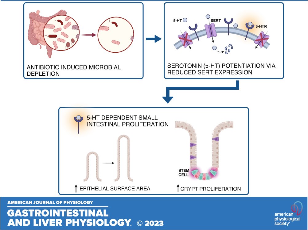 ajpgi's tweet photo. 📃Antibiotic-induced microbial depletion enhances murine small intestinal epithelial growth in a serotonin-dependent manner by Pooja S. Salvi (@poojashahmd)et al.

https://t.co/8lmmieAhWy

#CellProliferation #IntestinalEpithelium #IntestinalStemCell #AntiBacterialAgents https://t.co/bgUy9G2T5e