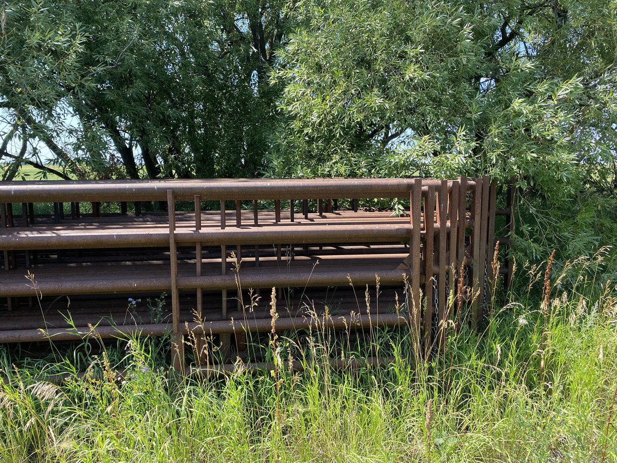 hodgy39's tweet photo. We have some livestock equipment left over we have finally organized.  12 - 30 foot panels. Made in Virden at Strike Welding.  Oil field pipe, heavy duty panels.  Chains both ends.  900$ OBO per panel.  Hardly used; used for crowding pens only. Call/text 204-851-0131 🐄🐄🌽🌽 https://t.co/fa1m2jTJPj