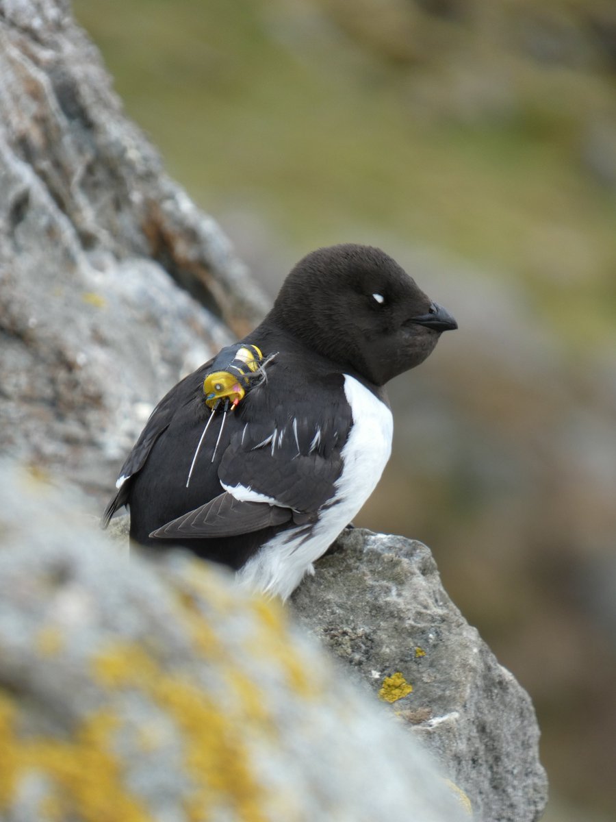 During the chick-rearing period we deployed GPS devices on several adults to find out where they forage. This individual is just returning from its #foraging trip with food. They busily collected precious data that we can analyze during the winter.
#EcotoneTelemetry #ecology