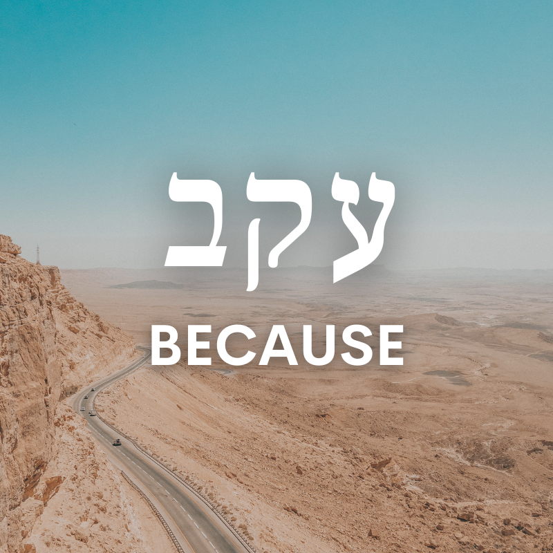 ChosenPeopleUSA's tweet photo. Check out our thoughts on this week's Torah portion!
#ChosenPeople #Torah #devotional #Messianic #Parashah #Parashat #Bible #Deuteronomy #Eikev https://t.co/BUS48YV4si