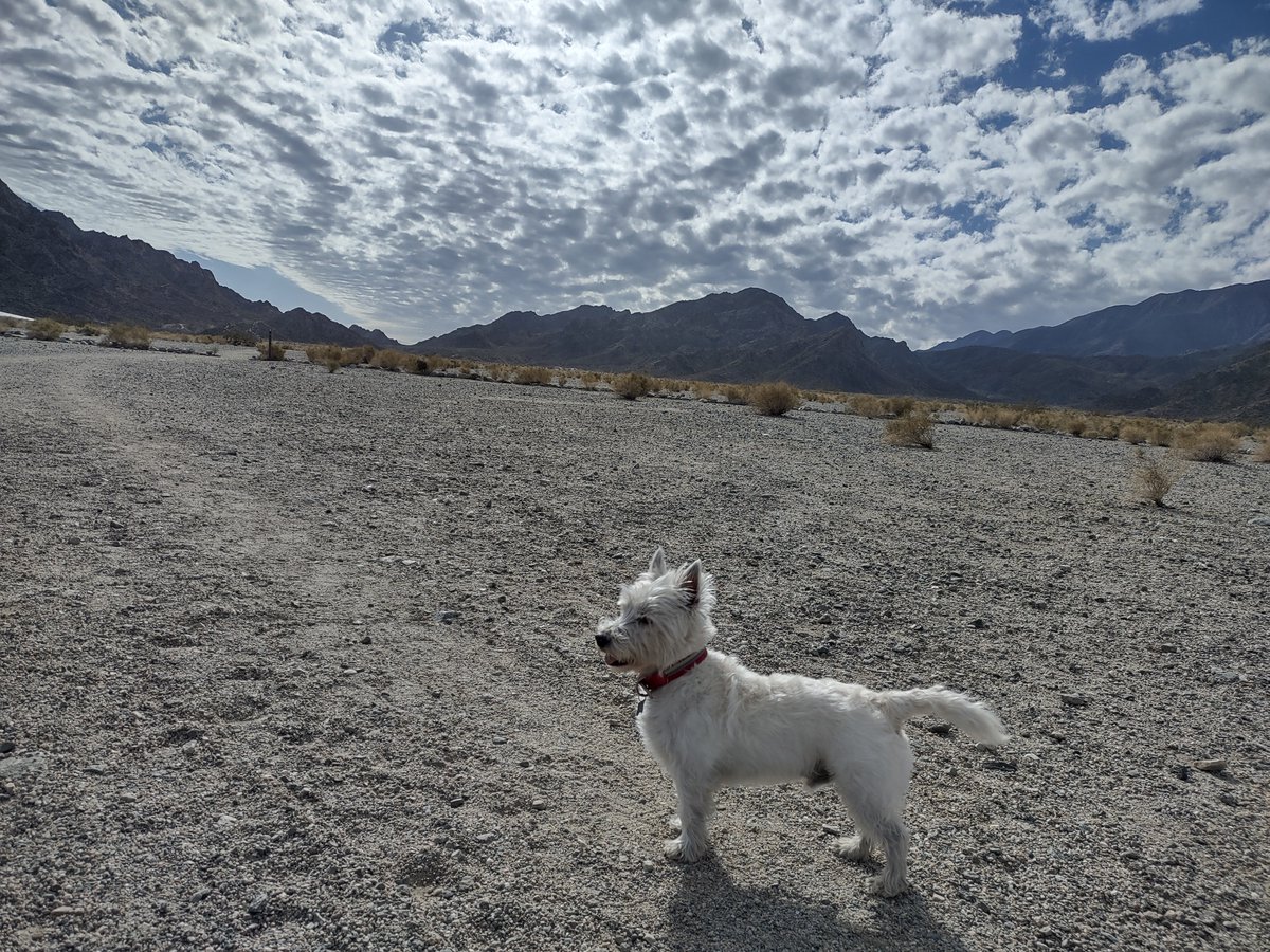 Judd Spicer tweet media