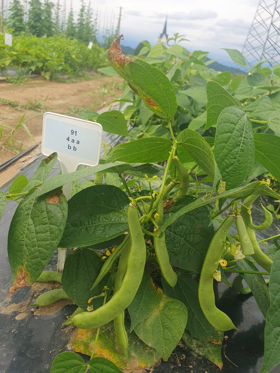 Kmetijski inštitut Slovenije tweet media