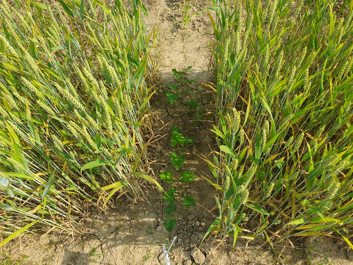 Kmetijski inštitut Slovenije tweet media