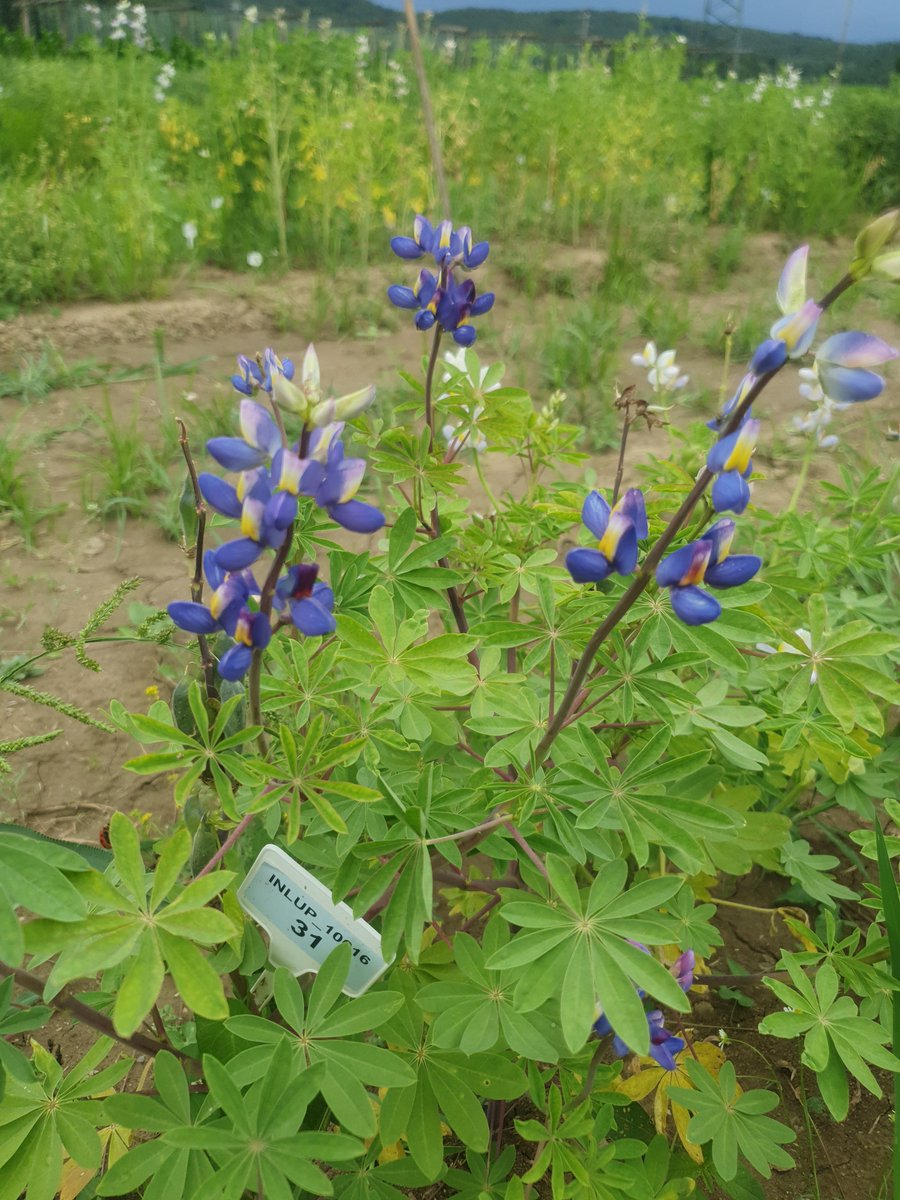Kmetijski inštitut Slovenije tweet media