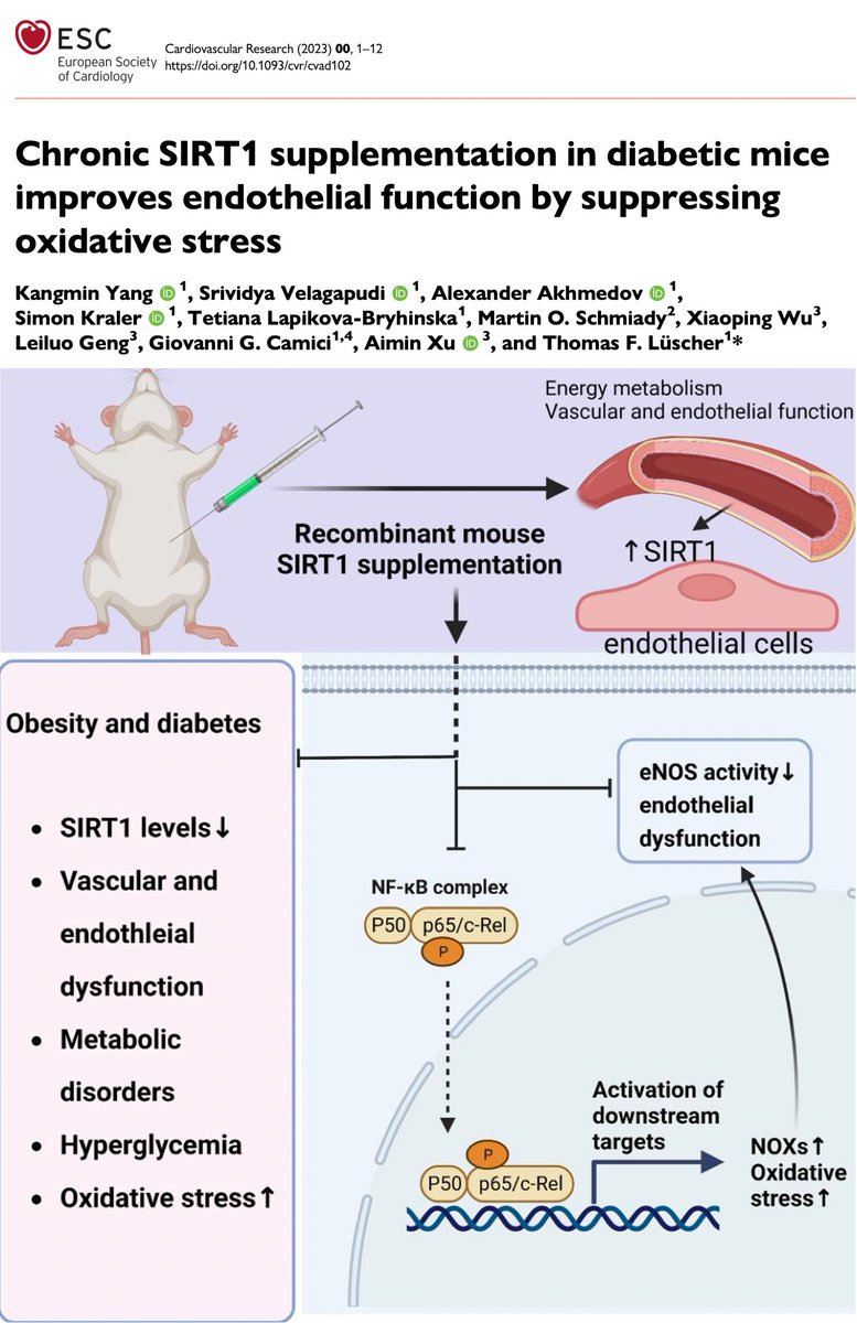 cmc_uzh's tweet image. 👉Systemic/art. SIRT1 is ⬇️ in diabetics
👉⬆️SIRT1 improves endothelial function by ⬆️eNOS &amp;amp; ⬇️oxidative stress

📈SIRT1 may prevent vascular compl. of diabetes

full study results👉doi.org/10.1093/cvr/cv… 

@TomLuscher @KralerSimon @UZH_Science @ESC_Journals @escardio @ODzemali