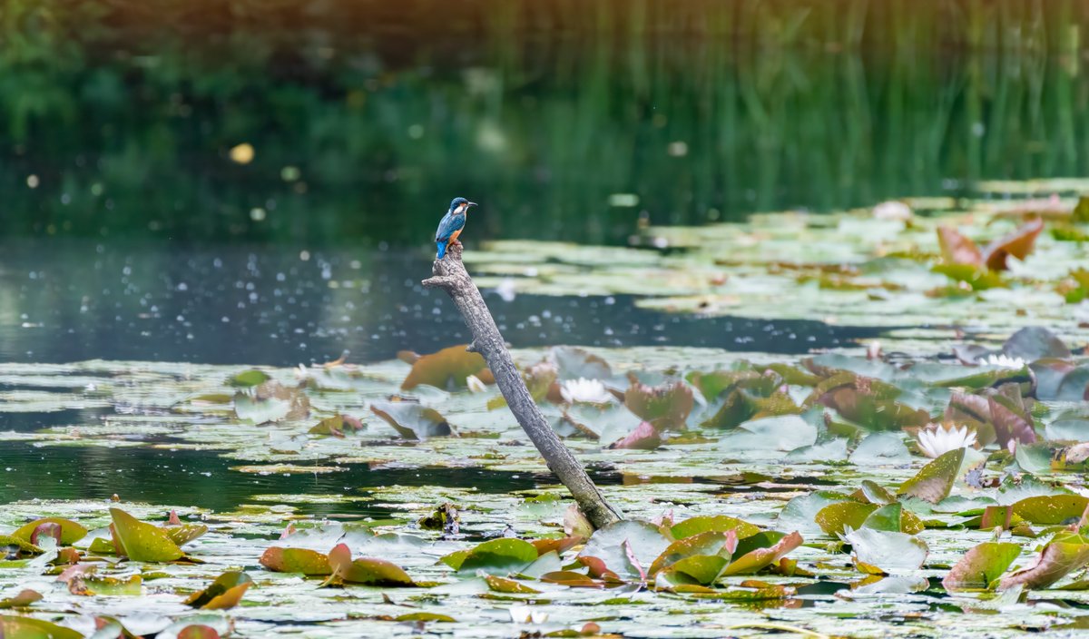 siemphoto's tweet image. Water Water everywhere
#kingfisher #perched 
@UKNikon @NikonEurope 
#createyourlight #BirdsSeenIn2023 #BirdsOfTwitter 
#birds @theroyalparks 
#TwitterNaturePhotography 
#TwitterNatureCommunity