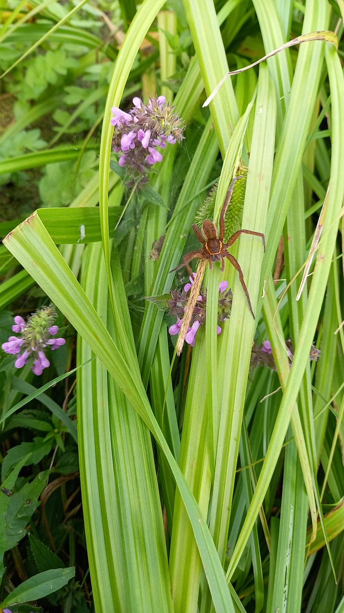 Toch ook een fascinerend beest.... grote oeverspin.... en inderdaad het zijn echt joekels.. #staatsbosbeheer Friese Tarantula 🙃☠️