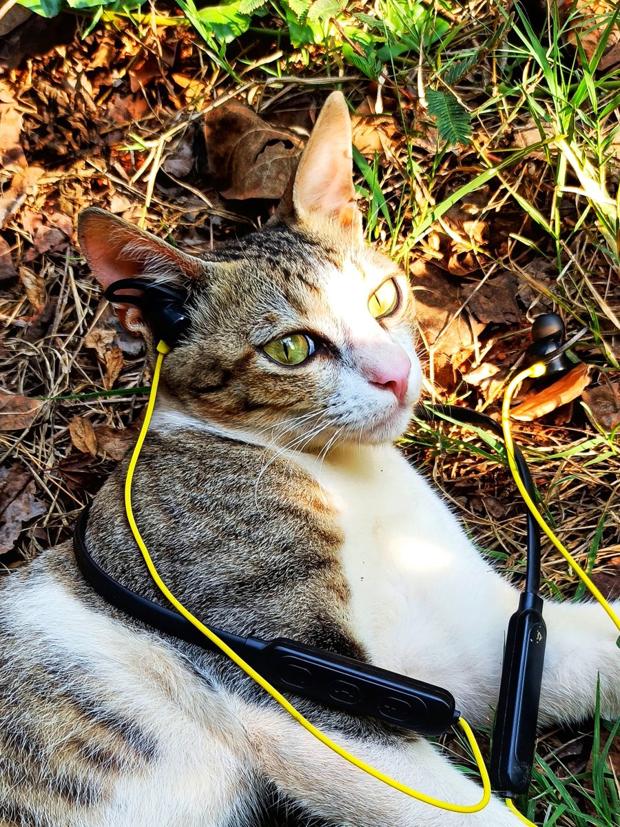 XiaomiHyperOS_'s tweet photo. My buddy is enjoying music under the sunshine. 
🐾🎼

Credit to: nandhini.s.m (IG)
Shot on Redmi Note 8 Pro

#miui #Xiaomi  #weekendmoments #shotonredmi #cat #miuilife https://t.co/fSBTk2py0E
